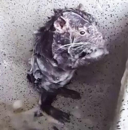 最新老鼠爆料视频下载大全,下载大全汇总  第3张